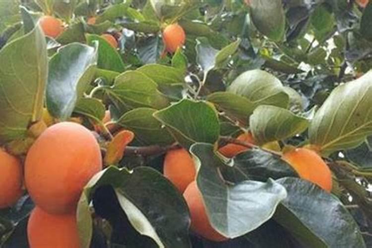 柿子树哪时候施肥最好 柿子树施肥时间和方法