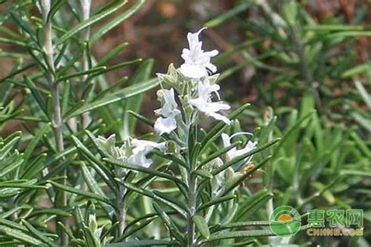 迷迭香种植方法及养护