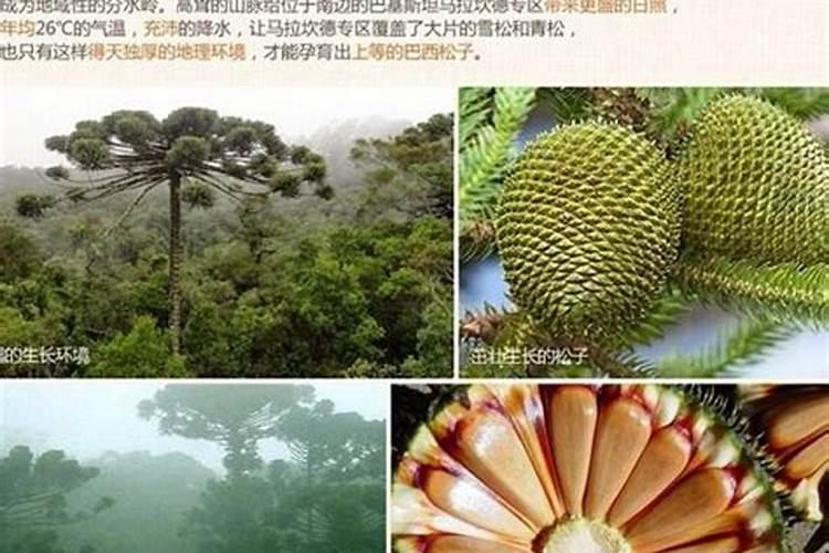 如何养好紫背竹雨,栀子这两种花？