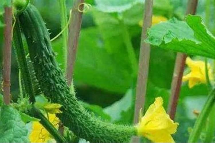 黄瓜什么时候浇水施肥