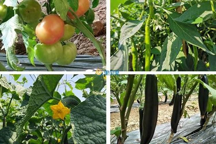 种蔬菜用什么肥料最好呢;种蔬菜主要用什么化肥
