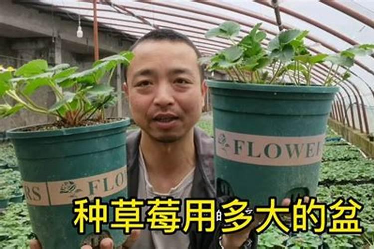 鱼蛋白使用注意事项