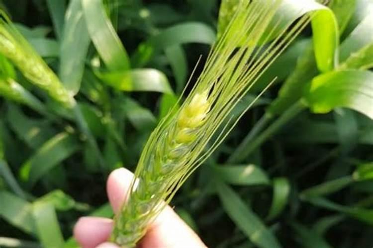 种青菜如何正确施肥
