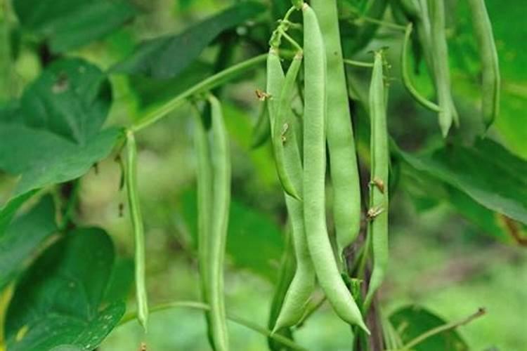 刀豆的高产种植技巧 刀豆怎么施肥