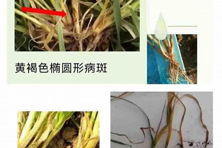 小麦纹枯病用什么药最好(麦纹枯病打什么特效药效果好)