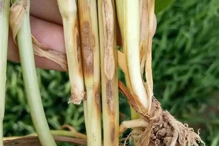 小麦细菌性叶枯病防治用什么药好