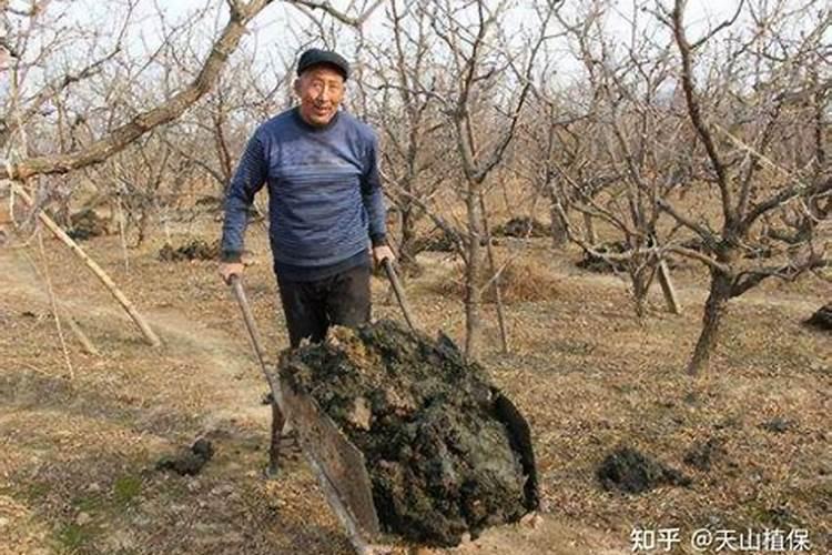 如何给花生追施钙肥？