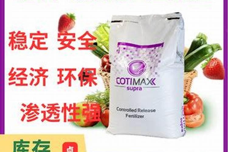 春季金钱树怎么施肥芽儿更粗壮