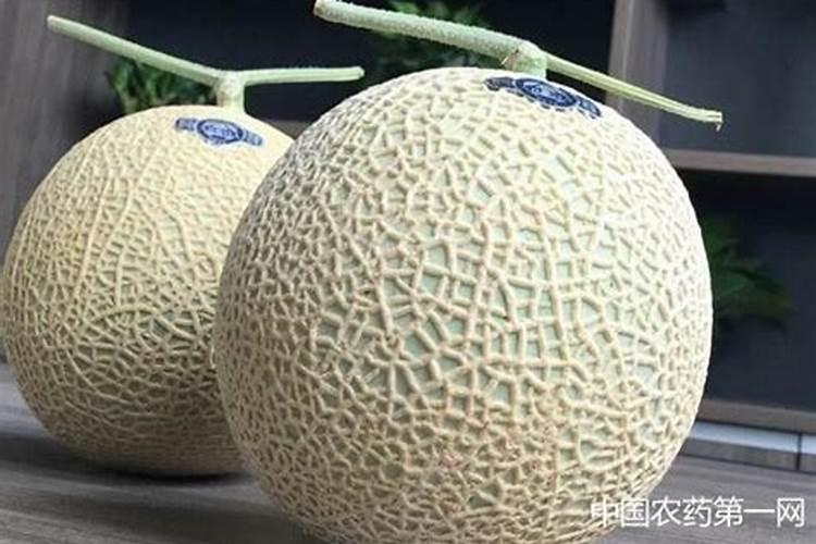 请专家看一下我的网纹甜瓜是什么病？