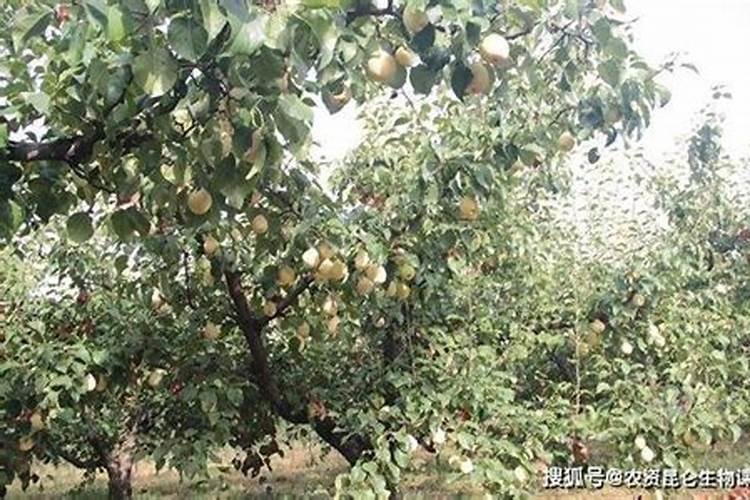 香梨果面有黑点