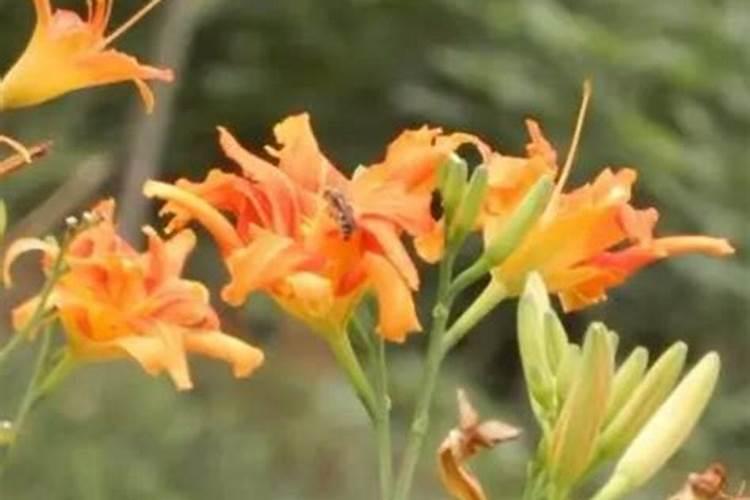 大白菜最适合用什么肥做追肥