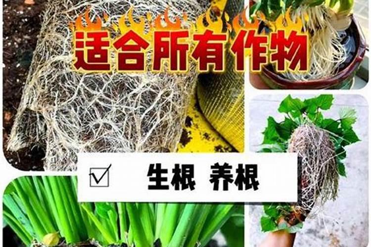 大量的柳树枝怎么制作生根有机肥