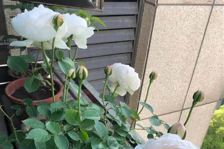 尿素可以浇月季花吗