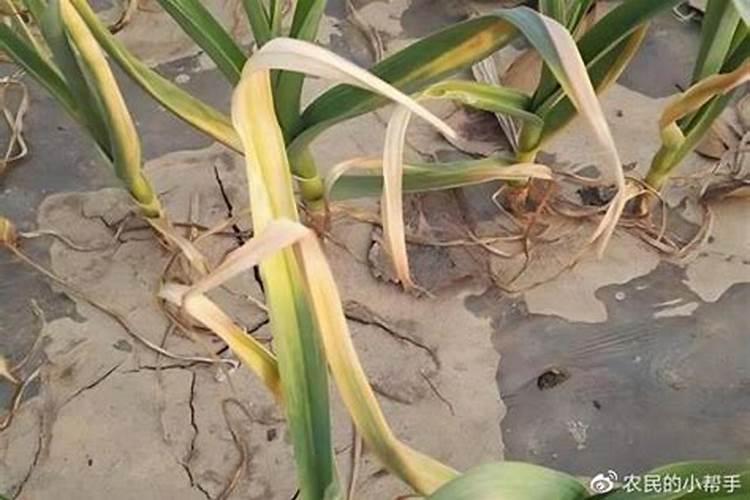 氮肥过多或不足对植物的影响
