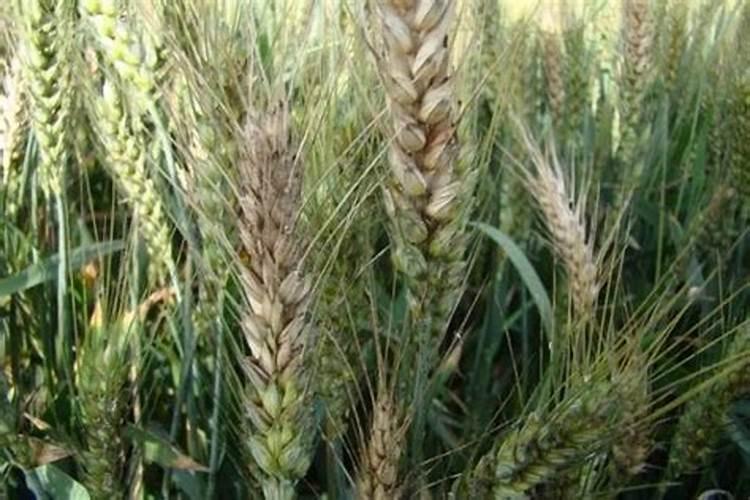 小麦与化肥所用的楼详细介绍