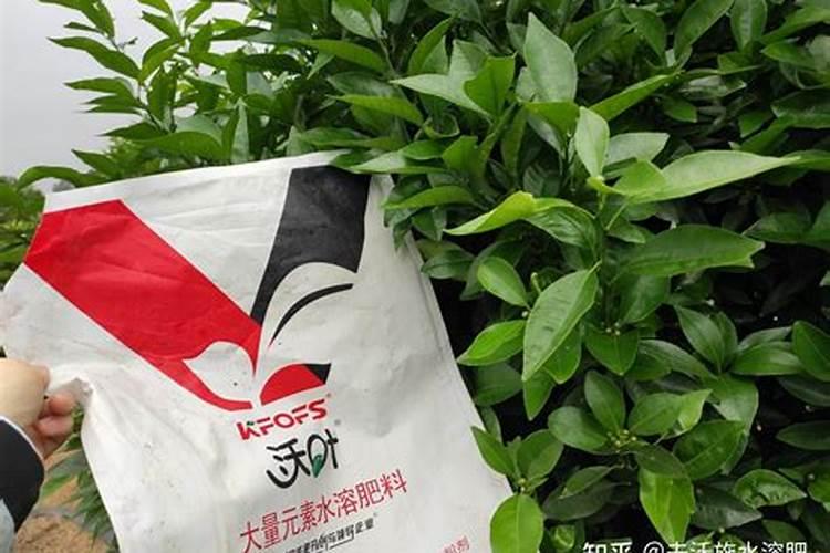 吊兰开花后,需要加化肥吗？