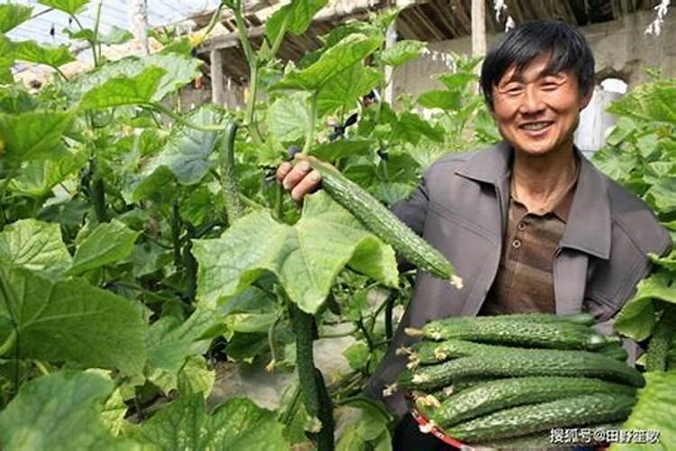 蔬菜锌肥用多了会怎样
