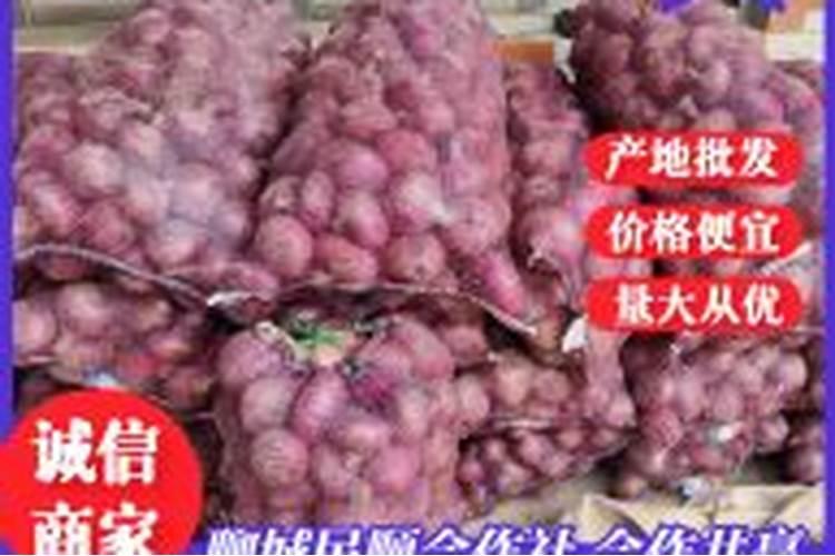 农村洋葱高产栽培有什么技术