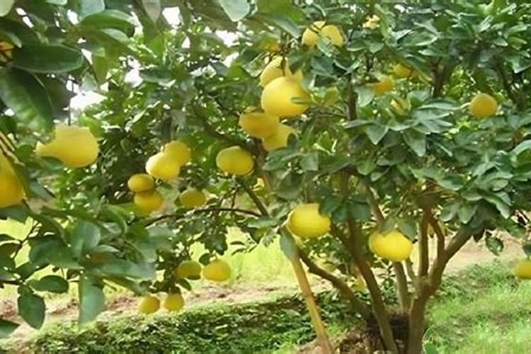 柚子树如何施肥