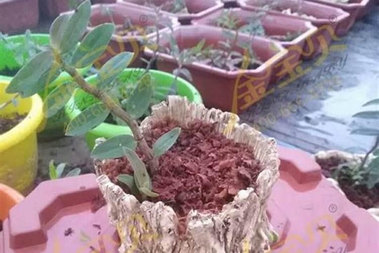 铁皮石斛在木桩上怎么养？