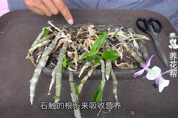 石斛如何在家庭里养殖,掌握好光照温差施肥浇水