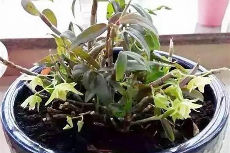 铁皮石斛用什么肥料好 施肥方法有哪些