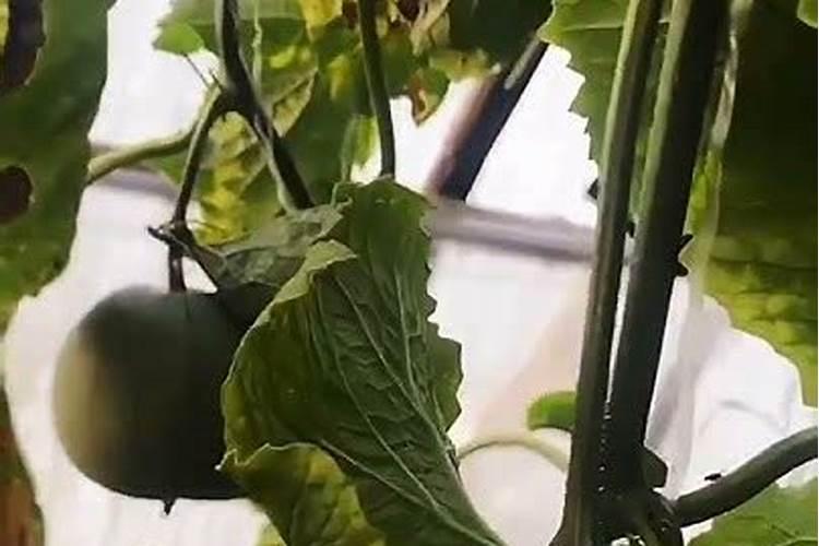 甜瓜什么时候追肥最佳