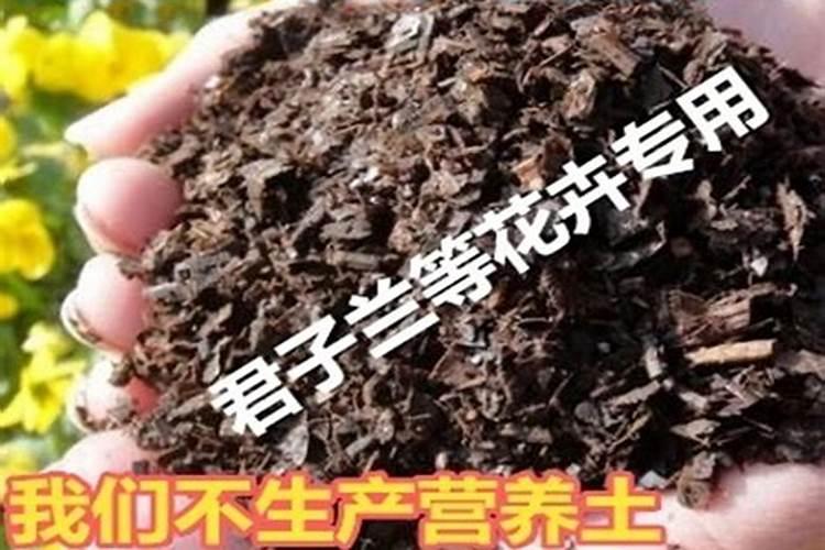 养橡皮树,需要掌握哪些方法,叶片黝黑油亮且长满侧芽变小树？