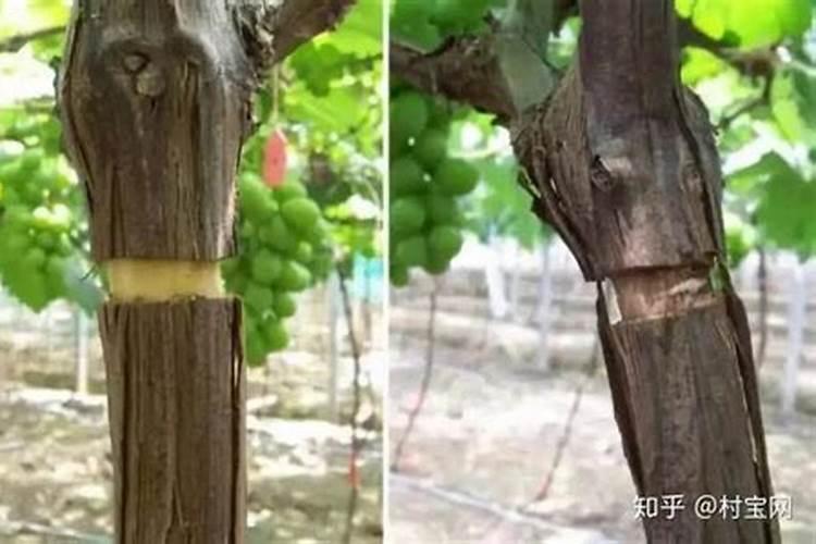 夏黑葡萄转色期肥水管理!怎样促早熟果实膨大