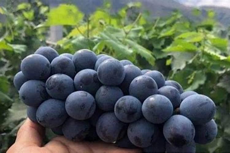 夏黑葡萄现在都跳子红了,该冲什么肥料？