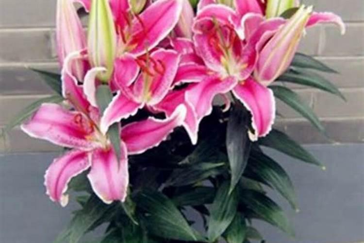 月季花22枝百合花16枝郁金香10枝用什么肥料