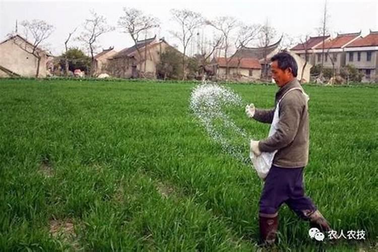 小麦施肥最佳时间 小麦施肥最好时间