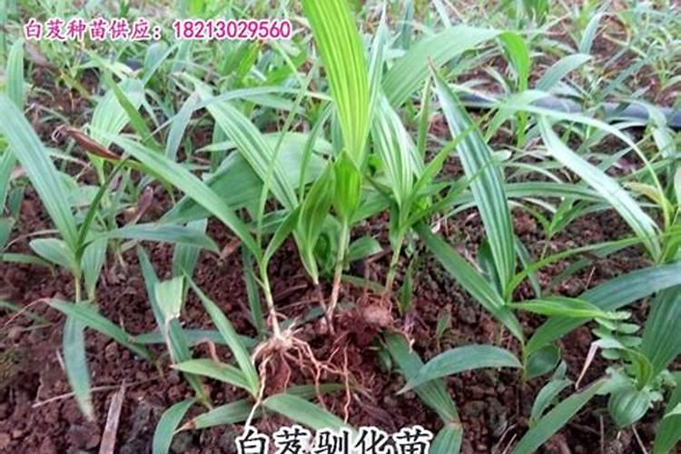 兰花换盆后多久施肥