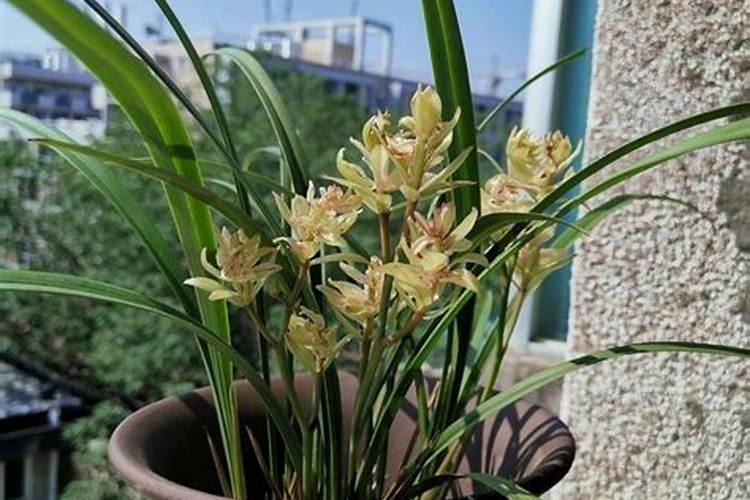 兰花换盆后多久可以施肥