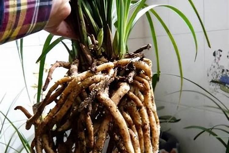 大盆兰花换盆后一年内能不能施肥