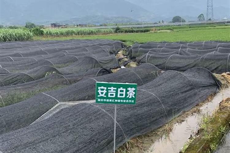白茶种植技术