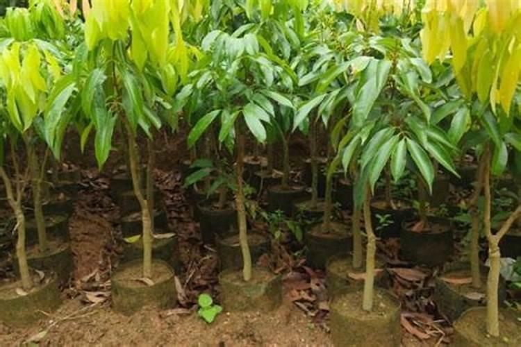 荔枝施什么肥料最好