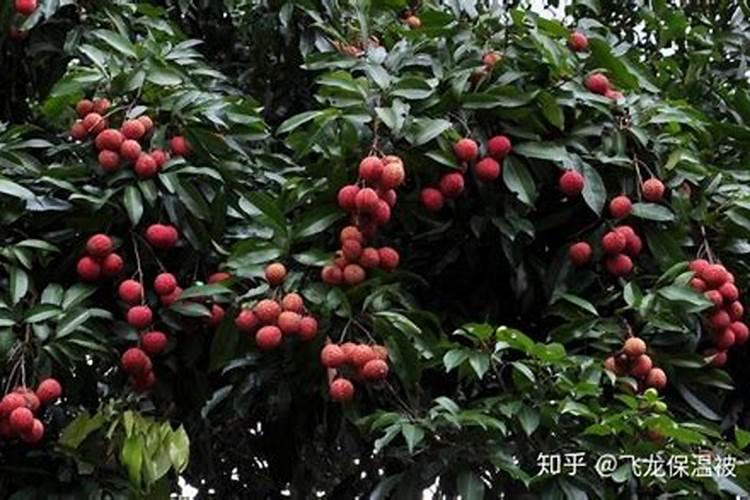 荔枝树移植了施什么肥好？