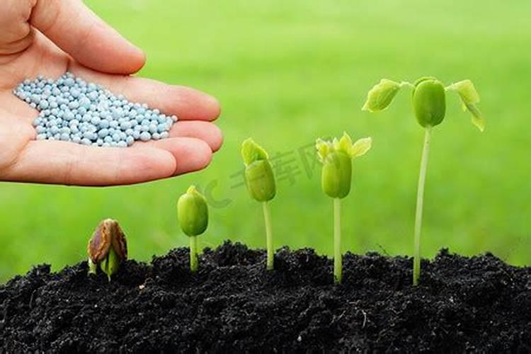 钾肥对花卉植物生长的作用 钾肥对养花的作用