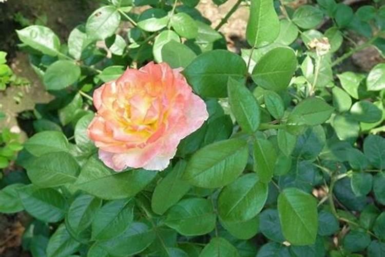 月季花叶子卷曲怎么办(月季叶子卷曲的原因)