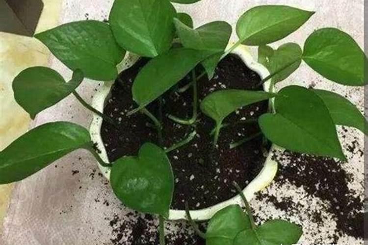 秋季绿萝换盆怎样施肥