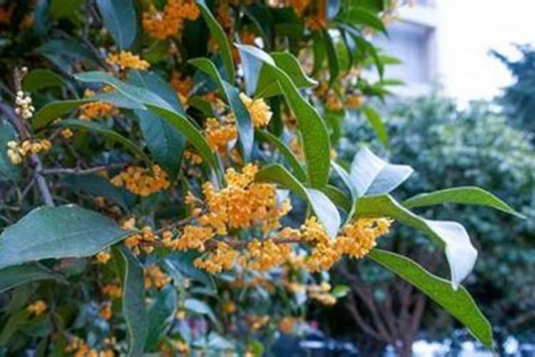 桂花施肥应注意
