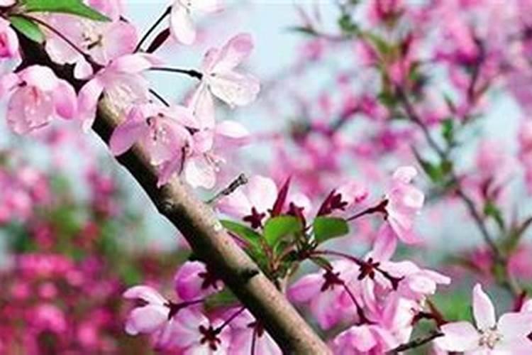 四季草花怎么种