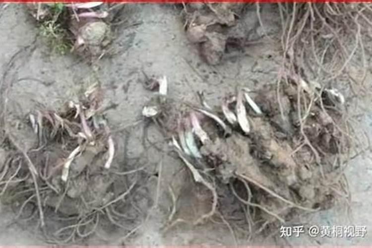 苍术的种植方法与技术苍术的养殖方法