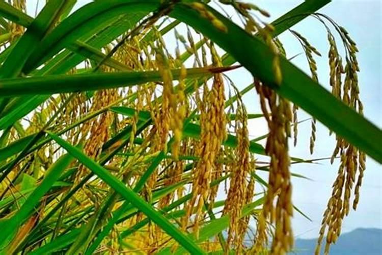 用普通复合肥混水喷施叶面能不能达到叶面追肥的效果？