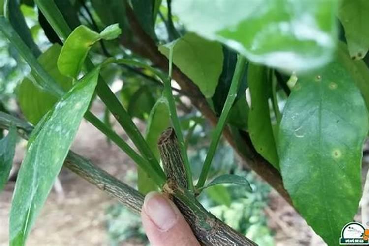 沃柑全年12个月管理及技术,沃柑产地集中在哪里