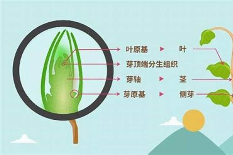 枣树叶子边焦黄什么原因