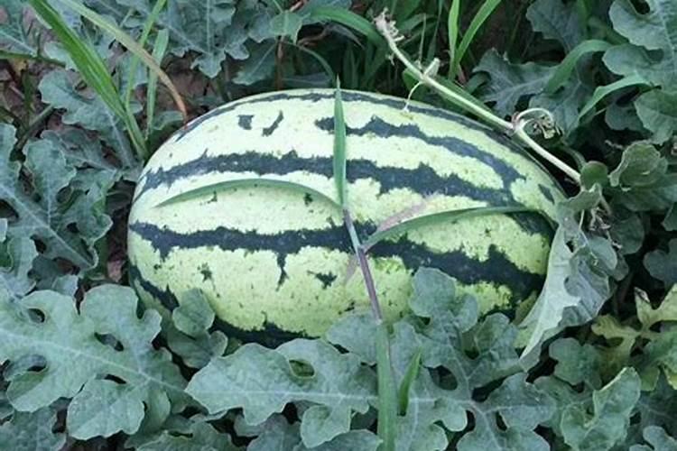 西瓜冲施肥哪个公司做得好啊？