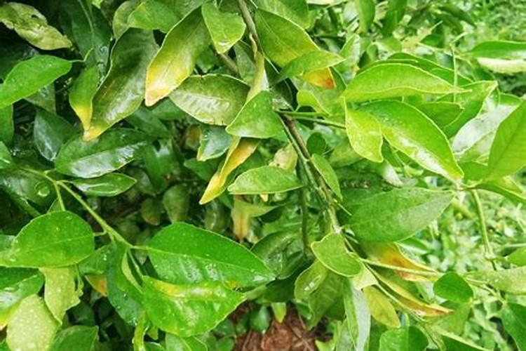 柑橘冬季树势保护叶面肥用什么好