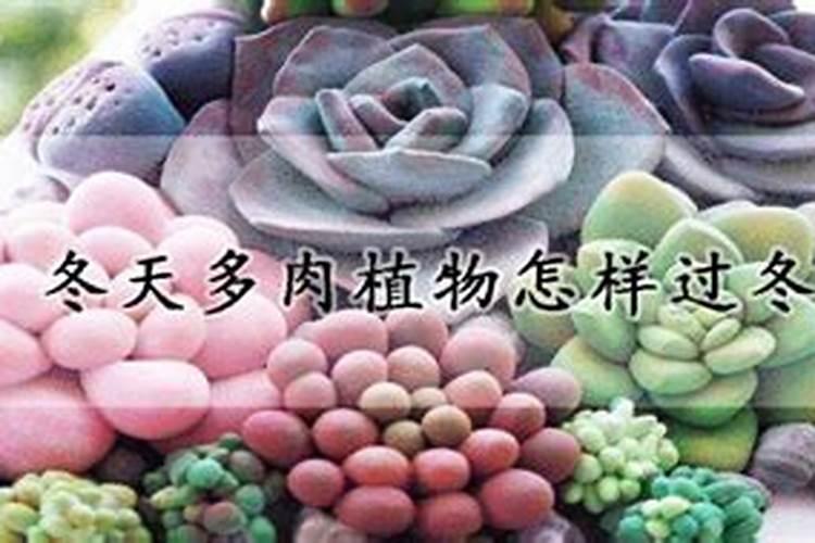 多肉植物施什么肥最好？